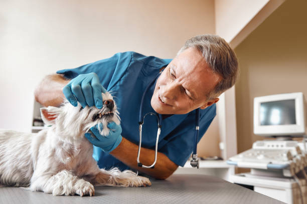 Best Emergency Dental Extractions in Roanoke, IL